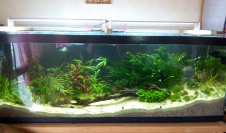 aquarium Bac Amérique du Sud