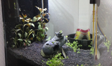 aquarium Dennerle nanocube