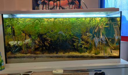 aquarium Asiatique 180