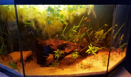 aquarium Dom