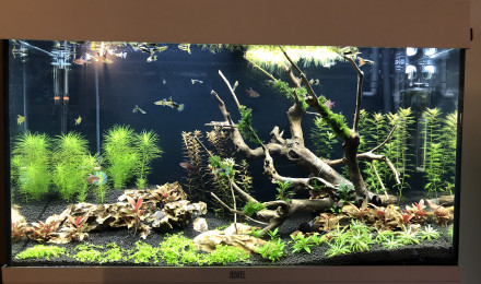 aquarium 125L