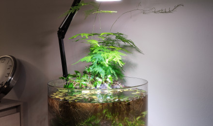 aquarium Style Wabi-kusa 22L