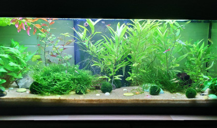 aquarium CBB Guppy and Red Cherry Nursery