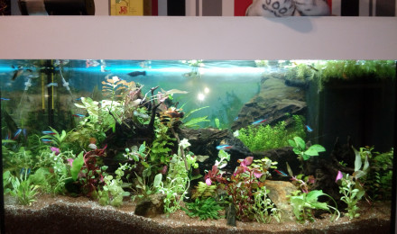 aquarium juwel