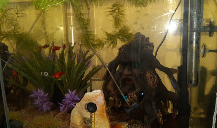 aquarium aquarium salon