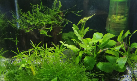 aquarium 30l red cherry