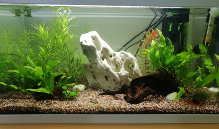 aquarium 58l brut tetraodon travancoricus