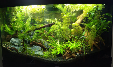 aquarium Nouveau 180 projet aquascape