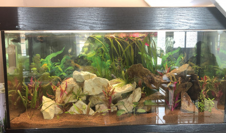 aquarium Biotope Malawi