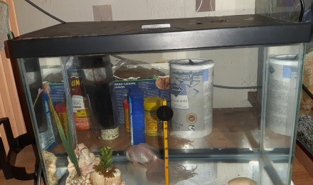 aquarium Aquarium eau froide