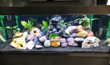 aquarium cichlidés Africain