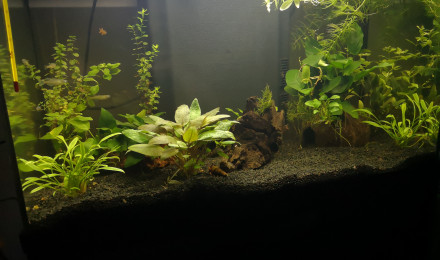 aquarium Aqua60