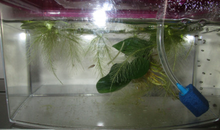 aquarium Petit bac 2.5L secours