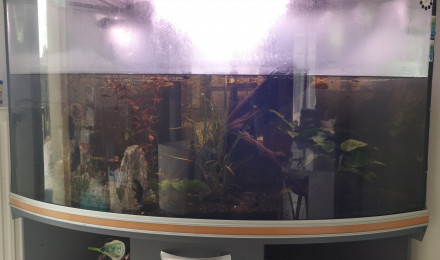 aquarium Eau douce