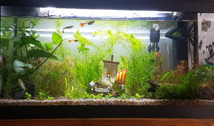 aquarium One piece