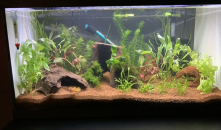 aquarium Killi africa