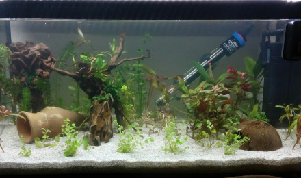 aquarium Alexandre