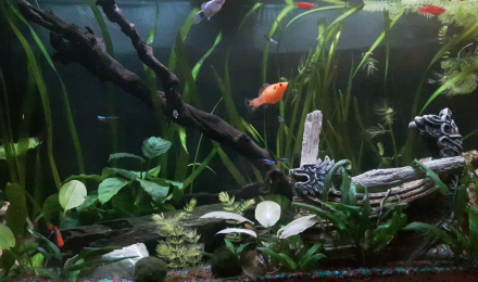 aquarium AquaXM