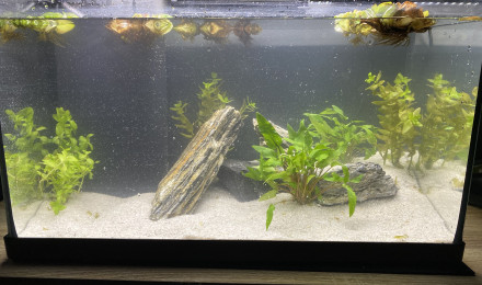aquarium 40 L