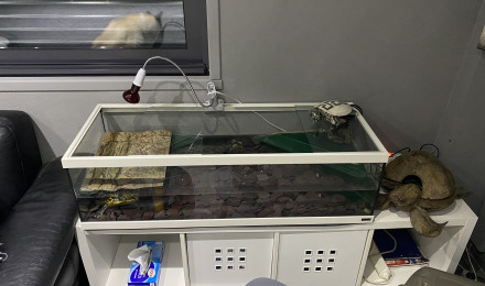 aquarium tortue