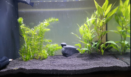 aquarium Fluval Spec 60L
