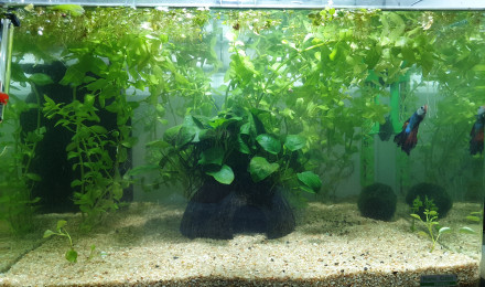 aquarium Betta Halfmoon