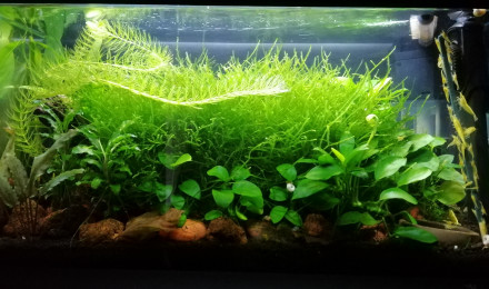 aquarium 20L Neocaridina Yellow