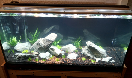 aquarium bac1