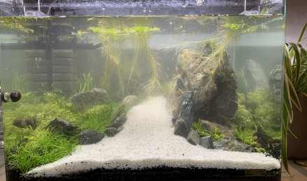 aquarium Scaper Tank Aquascape crevette