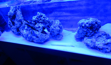 aquarium bac marin petit herbier algale