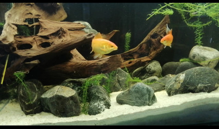 aquarium 360l poisson rouges comète