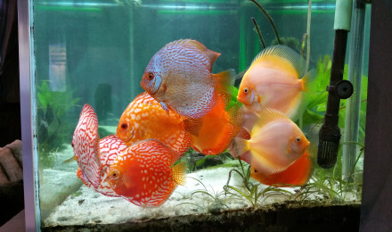 aquarium bac discus