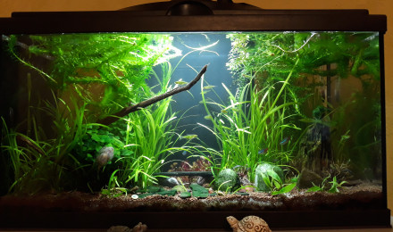 aquarium FirstOne