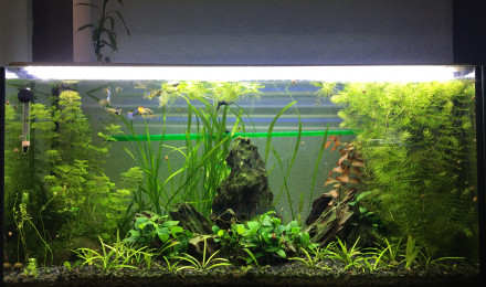 aquarium 96L Guppy Red cherry Ancistrus