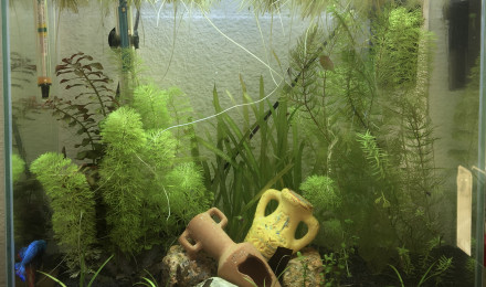aquarium 20L Betta Plakat Halfmoon