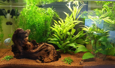 aquarium Communautaire