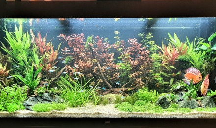 aquarium AQUARIUS