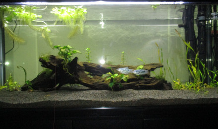 aquarium 240L