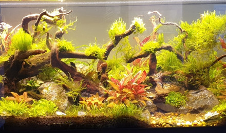 aquarium Au bonheur des crevettes