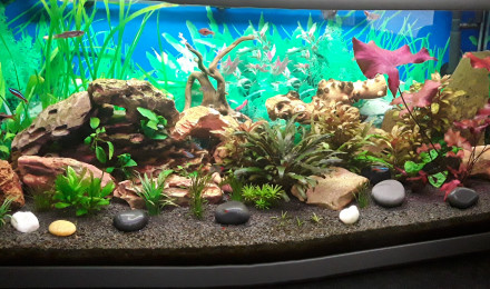 aquarium Aqua rit femme