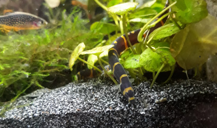 aquarium Lit de rivière asiatique
