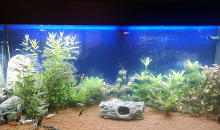 aquarium AquaFlo