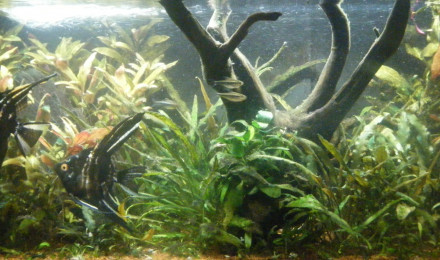 aquarium Amazone