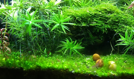 aquarium Erkossland