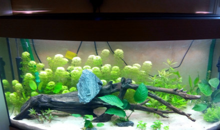aquarium Bac 300L Léo