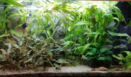 aquarium 125L communautaire