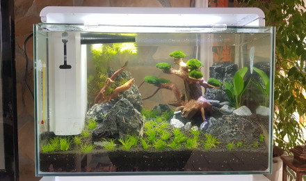 aquarium Aquascaping 60L