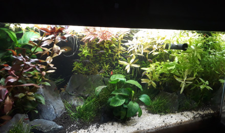 aquarium Gouramis Famili