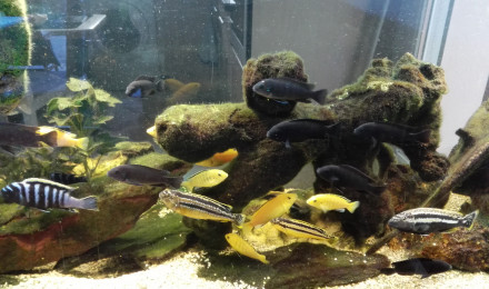 aquarium Emsemble africain