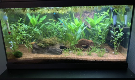 aquarium Killi africa